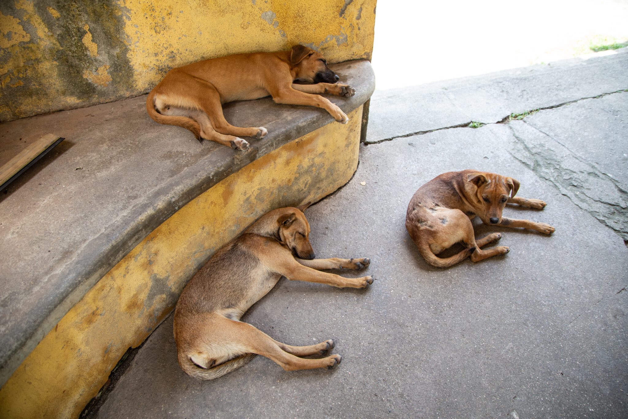 Closeup shot of three dogs lying relaxing outdoors