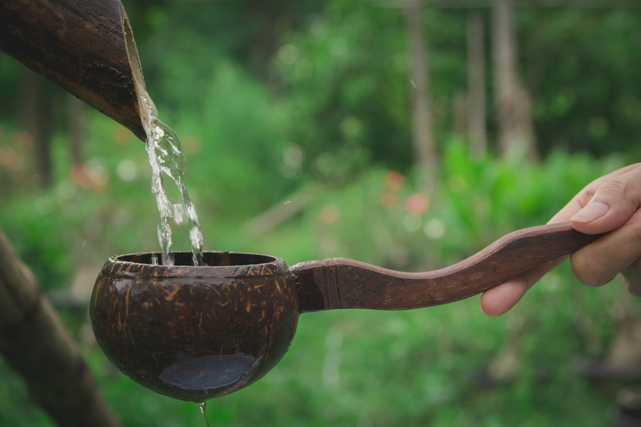 Water pouring in coconut shell and hand holding the water bowl m